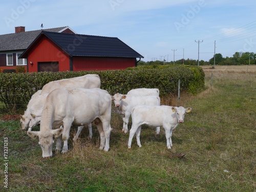 Blonde d aquitaine cows on Oeland in Sweden photo