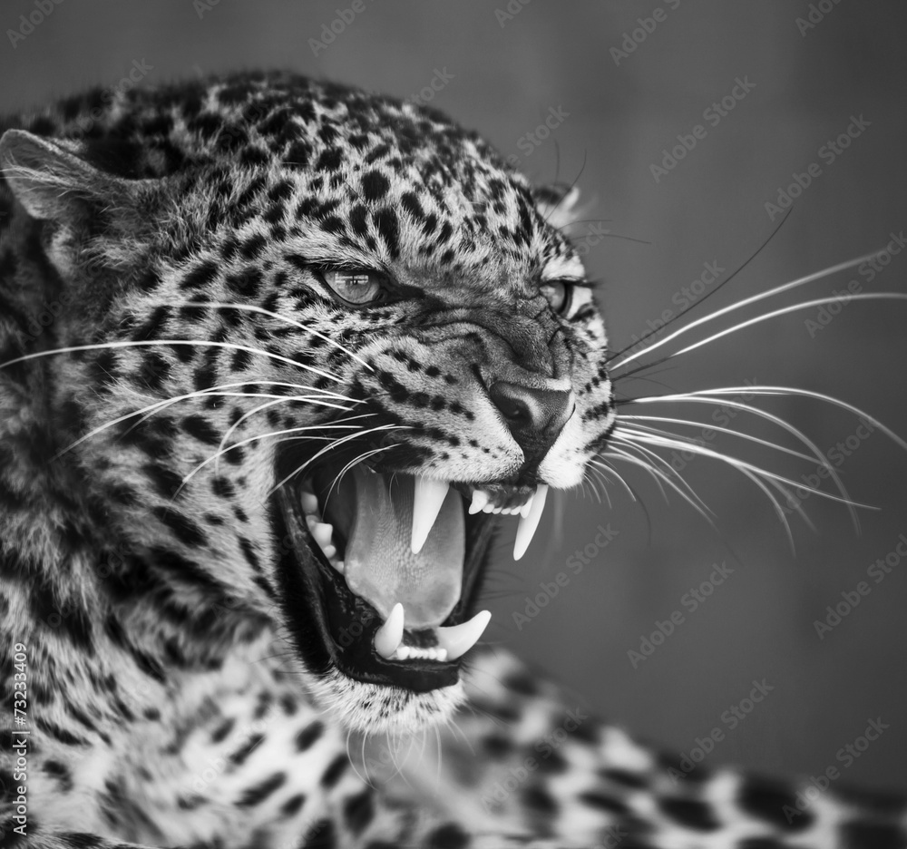 Obraz premium Leopard