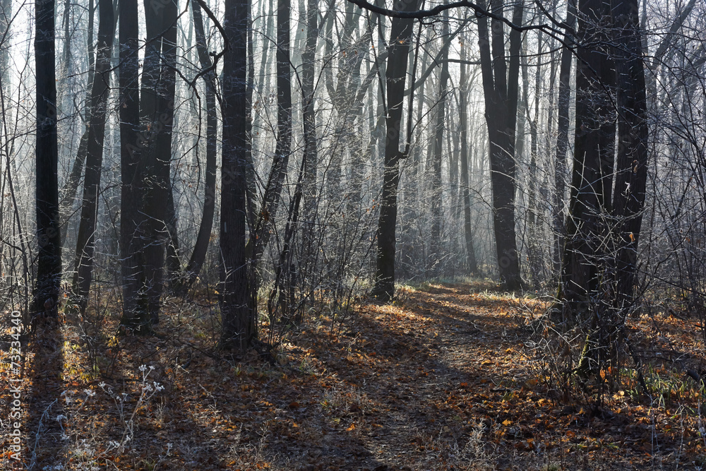 Pathway in the  forest covered with frost.