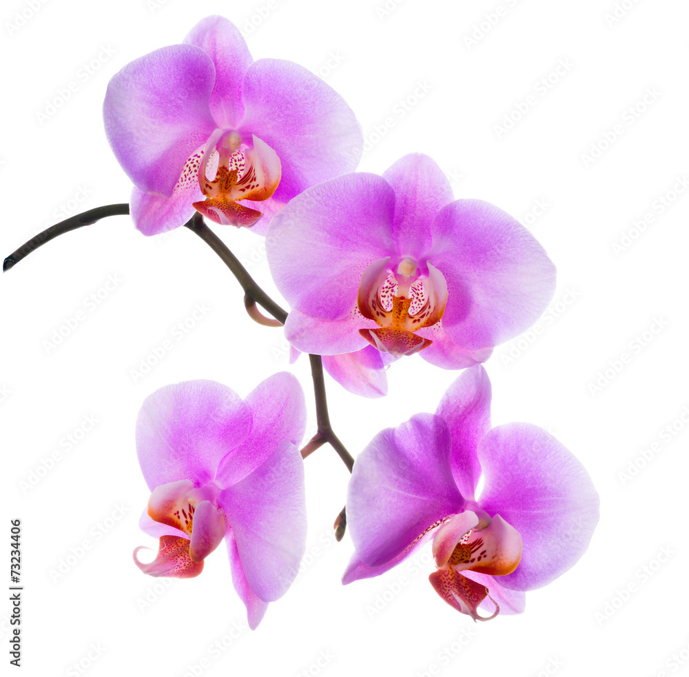 closeup of blooming beautiful branch lilac orchid is isolated o closeup of blooming beautiful branch lilac orchid is isolated o