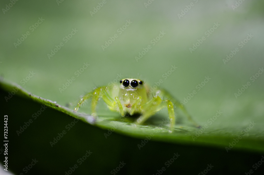 Fototapeta premium Cute Spider