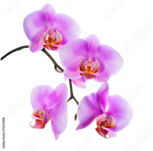 closeup of blooming beautiful branch lilac orchid is isolated o
