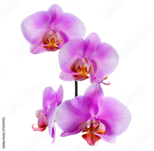 Blooming  beautiful branch of lilac orchid is isolated on white