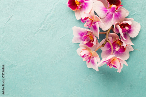 Fototapeta Naklejka Na Ścianę i Meble -  Orchid.