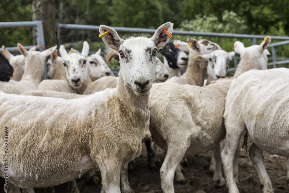shorn flock of sheep on the meadow shorn flock of sheep on the meadow