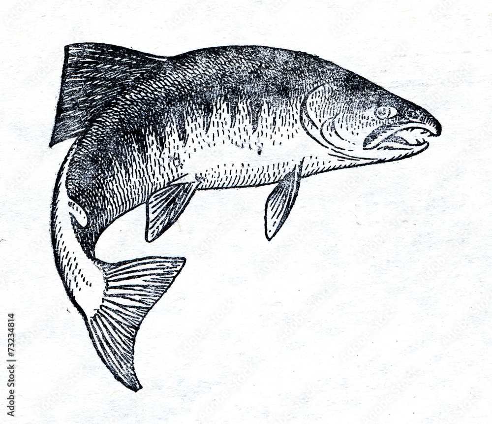Chum salmon (Oncorhynchus keta)