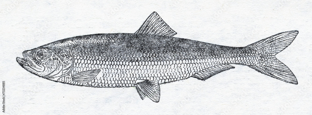 Atlantic herring (Clupea harengus)
