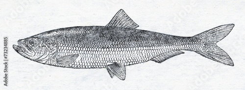 Obraz na płótnie Atlantic herring (Clupea harengus) w salonie
