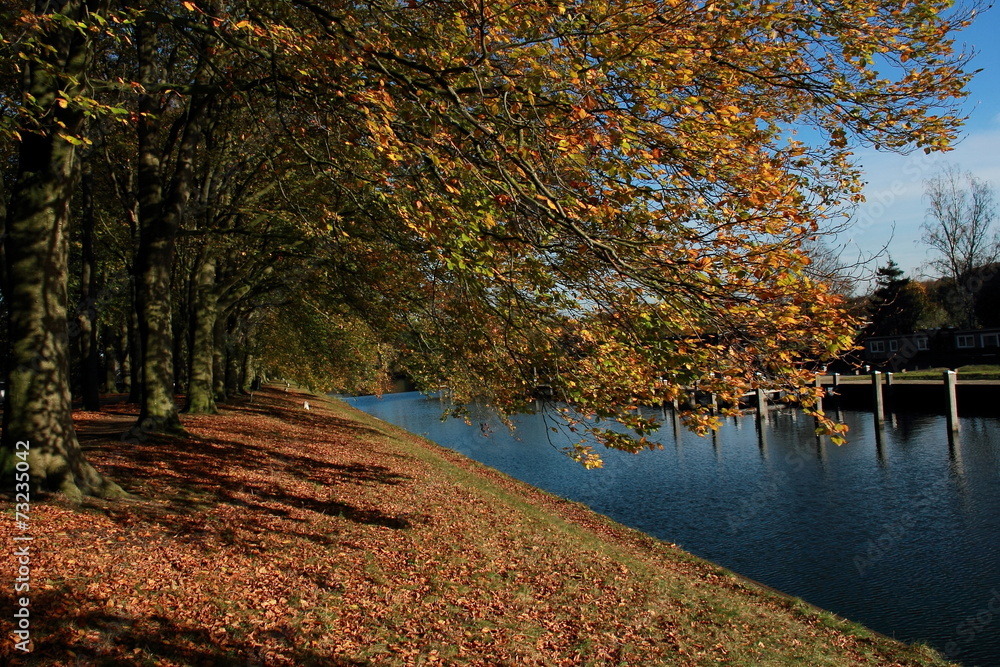 beech trees in autumn with water