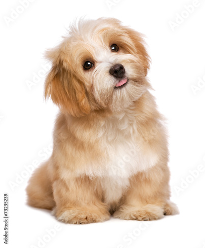 Fototapeta Naklejka Na Ścianę i Meble -  Beautiful sitting reddish havanese puppy dog is looking upward