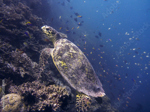 Hawksbill turtle (Eretmochelys imbricata), Ari Atoll Maldives