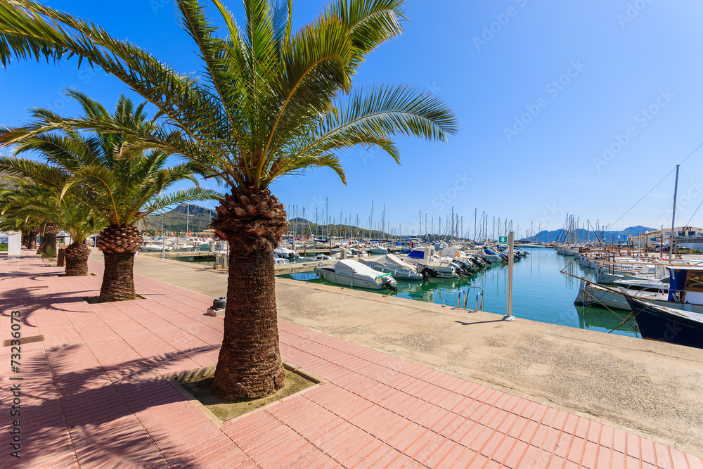 Fototapeta premium Palm trees on promenade in Port Pollenca town on Majorca island