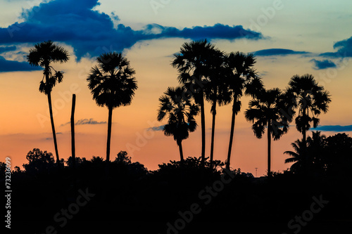 Silhouette of palm tree on twilight sky