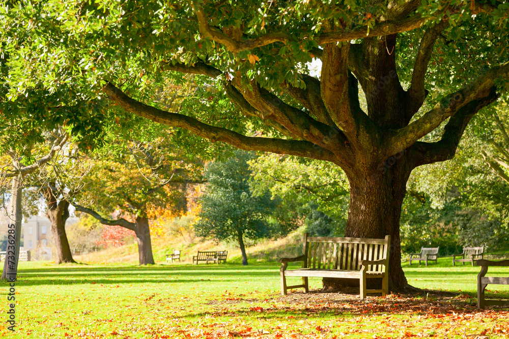 Fototapeta premium Kew Gardens park