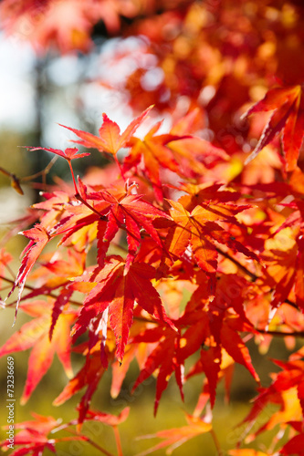 close up Image of red Japanese maple leaves