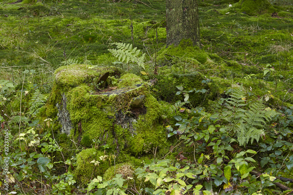 Fototapeta premium Baumstumpf mit Moos und Farn