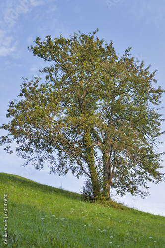 Slovenia landscape with lonely tree