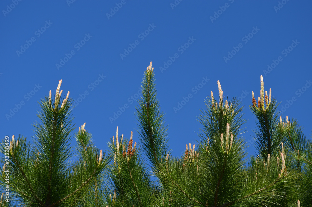 Young branches of pine tree against blue sky Young branches of pine tree against blue sky
