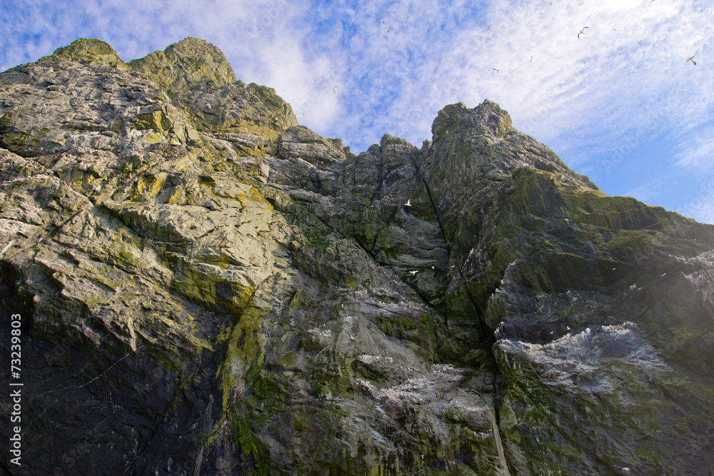 Northern gannets seen on the steep cliffs of St Kilda, UK Northern gannets seen on the steep cliffs of St Kilda, UK
