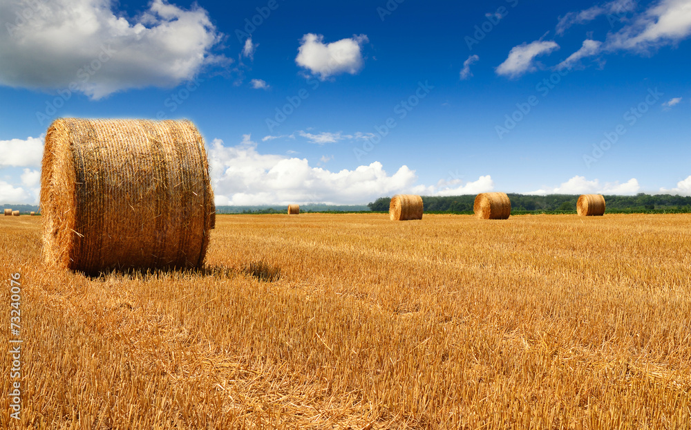 Fototapeta premium Haybales at a field