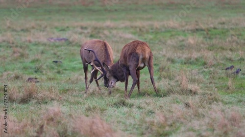 Wallpaper Mural Red deer  Torontodigital.ca