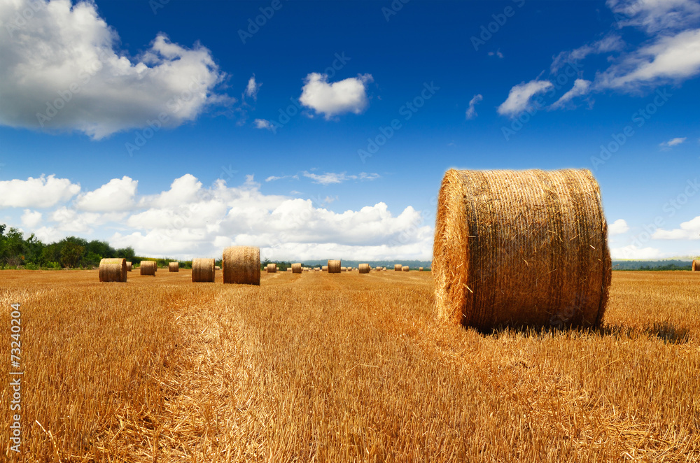 Harvested haybales in a field