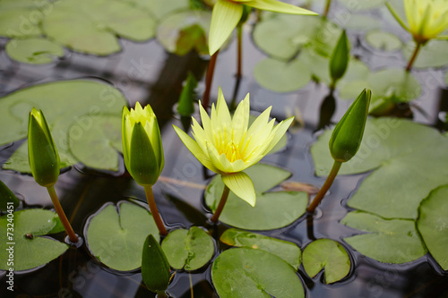 yellow lotus