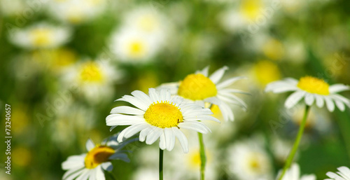 daisy flower © Pakhnyushchyy