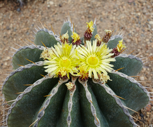 Prickly pear plant cactus