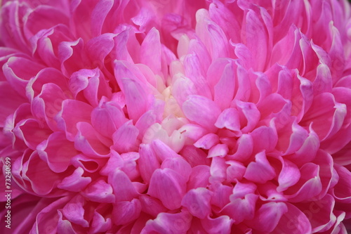 Chrysanthemum flower