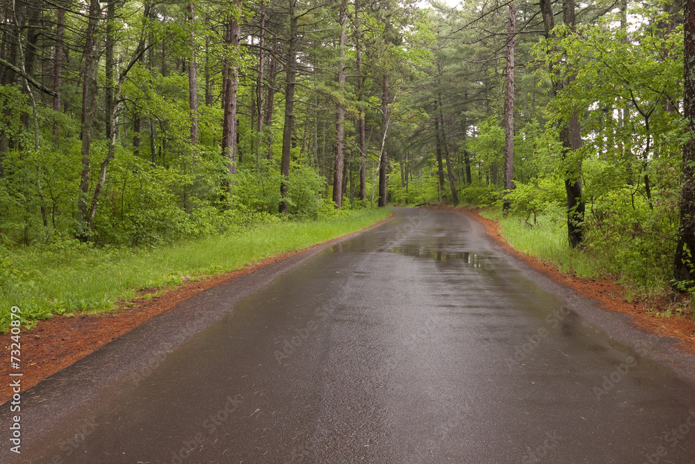 Road In Woods