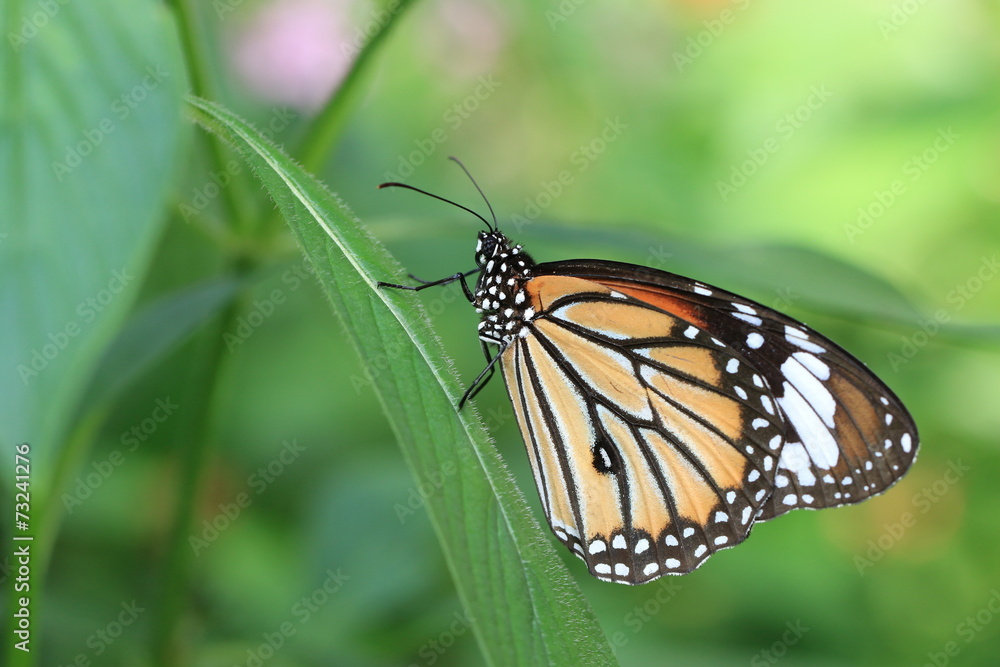 Fototapeta premium Common Tiger butterfly and green leaf