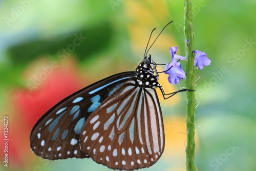 Blue Spotted Milkweed butterfly and flowers © qaz1235