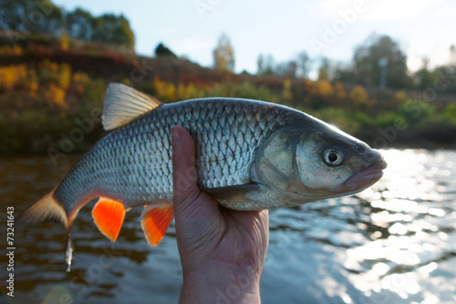 Really big chub in fisherman's hand