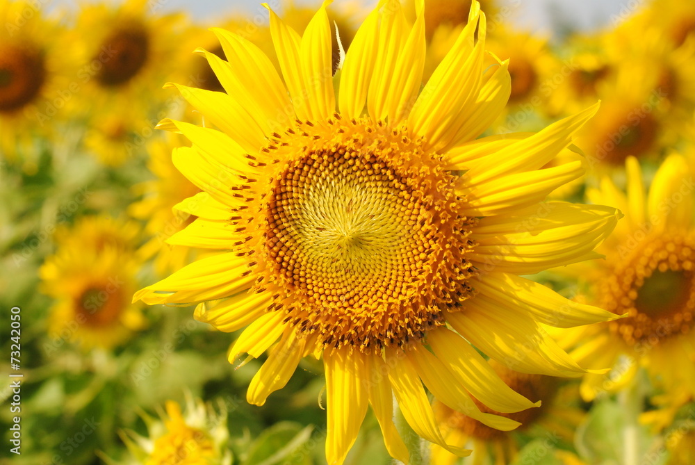 sunflowers