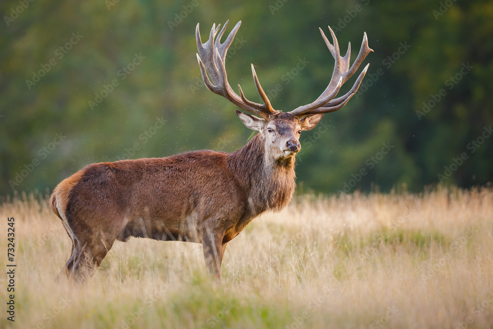 Red deer Red deer