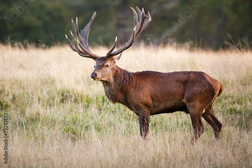 Red deer