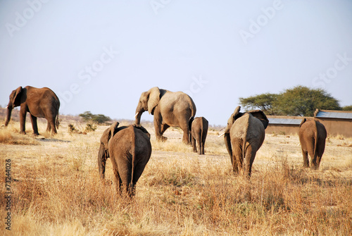 One day of safari in Tanzania - Africa - Elephants