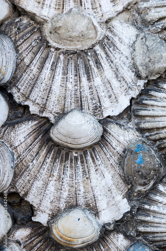 shells background