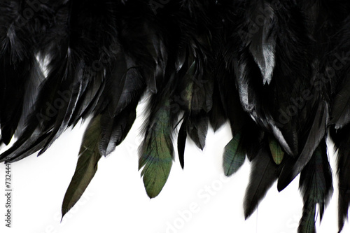 Feather Background