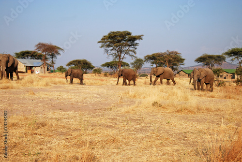 One day of safari in Tanzania - Africa - Elephants