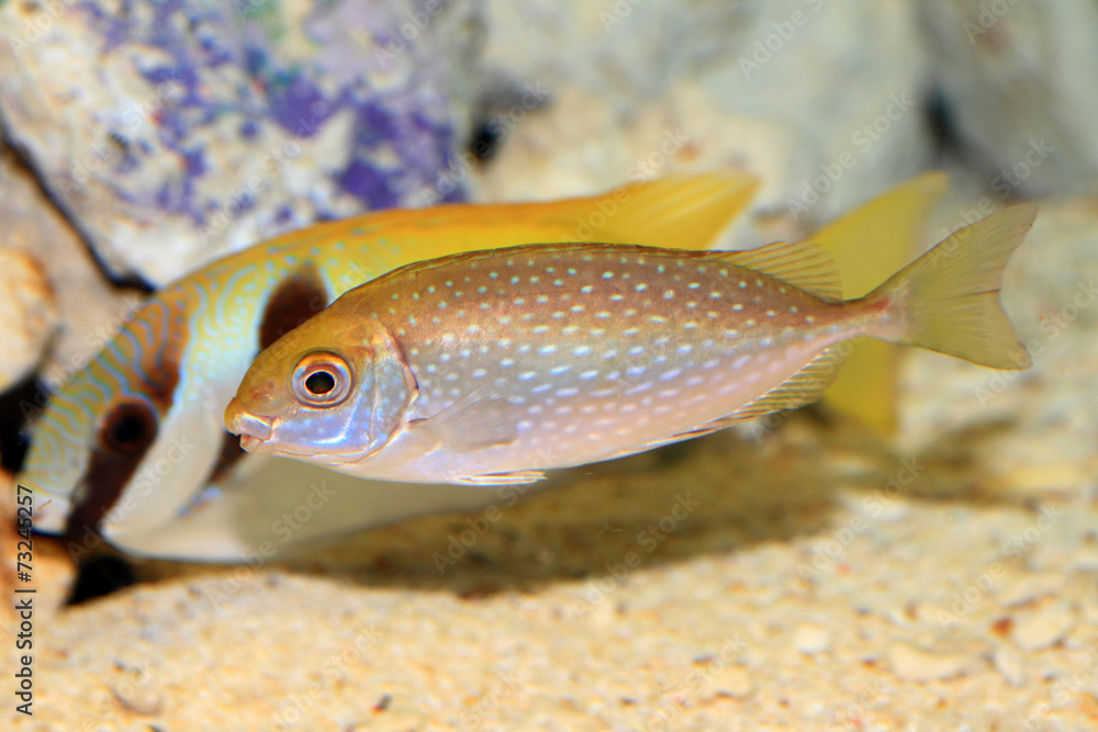 Fototapeta premium Mottled spinefoot (Siganus fuscescens) in Japan 