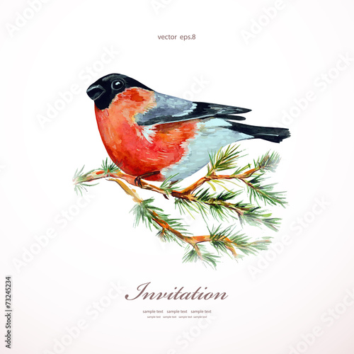 watercolor painting bullfinch on branch pine. vector illustratio