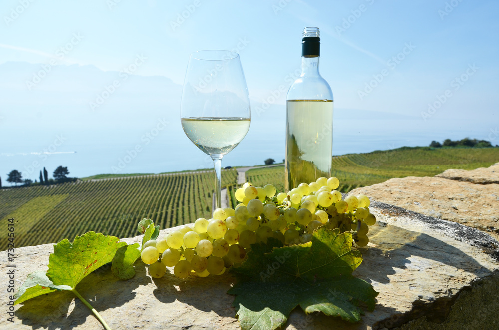 Fototapeta premium Wine and grapes. Lavaux, Switzerland