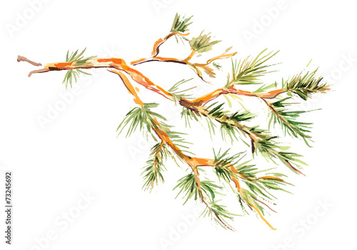 watercolor painting - pine branch. vector illustration