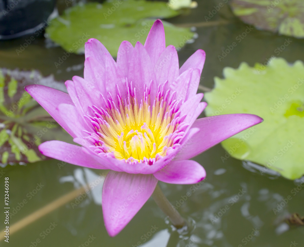 Purple Lotus flower beautiful lotus. Purple Lotus flower beautiful lotus.
