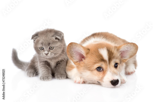 Fototapeta Naklejka Na Ścianę i Meble -  sad cat and dog together. isolated on white background