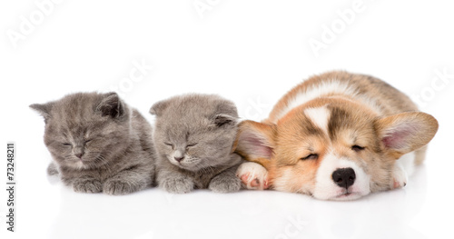 Fototapeta Naklejka Na Ścianę i Meble -  sleeping Pembroke Welsh Corgi puppy and two kittens. isolated on