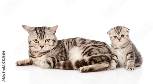 mother cat with kitten. isolated on white background © Ermolaev Alexandr