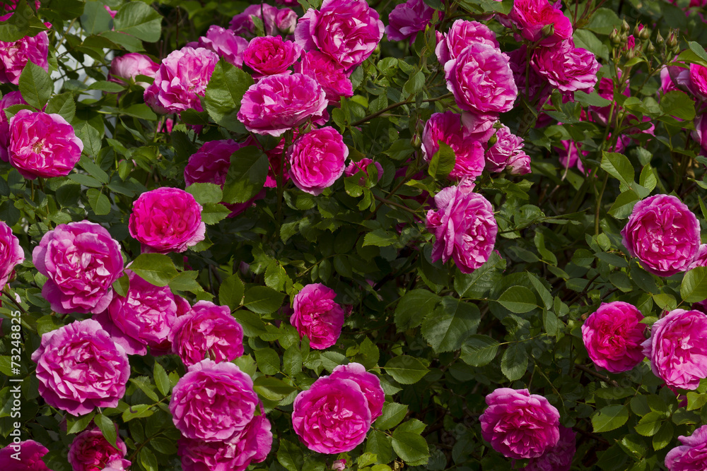 Pink Rose Bush Pink Rose Bush